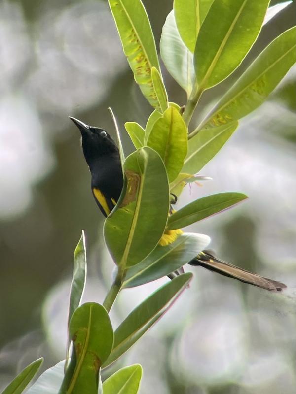 Puerto Rican Oriole 