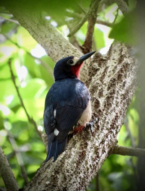 Puerto Rican Woodpecker