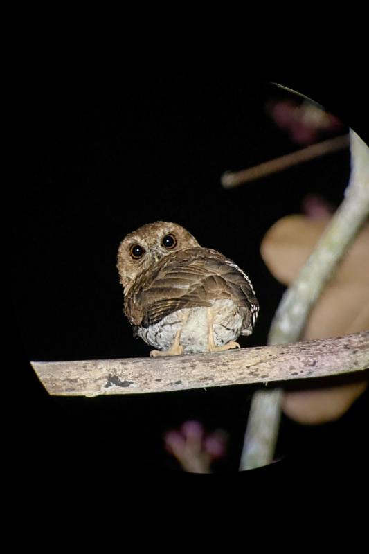 Puerto Rican Owl