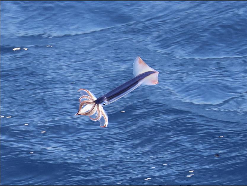 Image for Across the Tasman Sea
