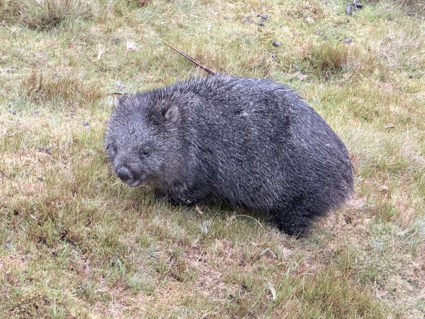 Image for Exploring Tasmania