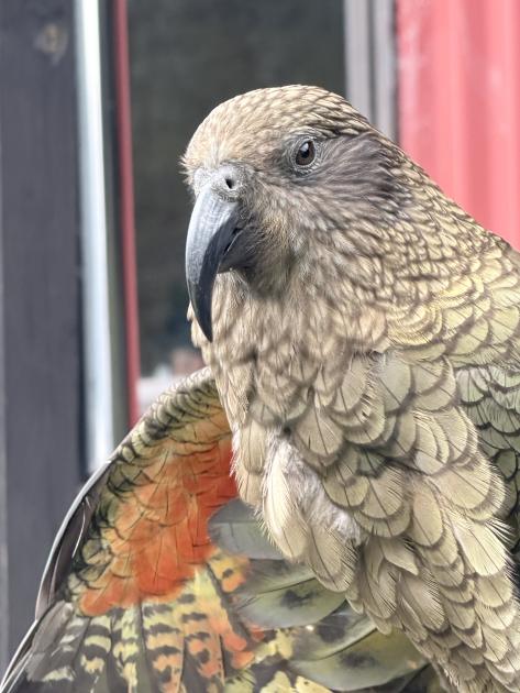 Image for New Zealand from shore