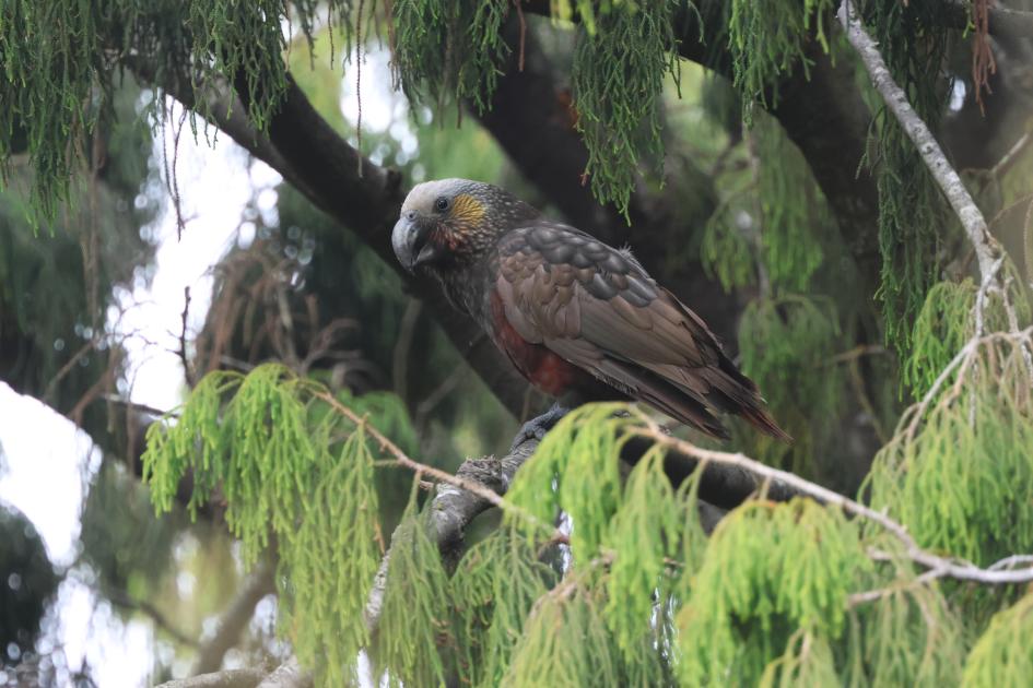 Image for New Zealand from shore