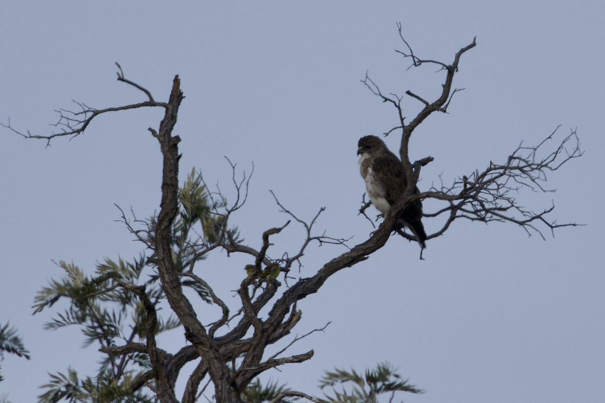 Hawaiian Hawk; the endemic raptor species of Hawai’i