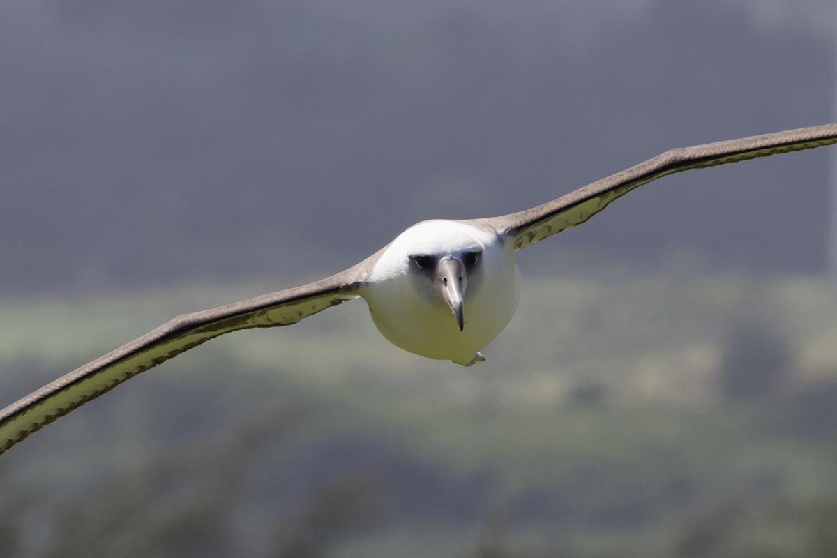 Eye level looks at an incoming Laysan Albatross