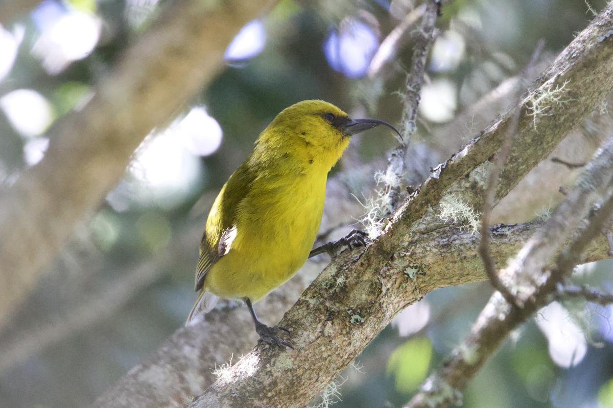 Here an “Aki” with highly evolved bill