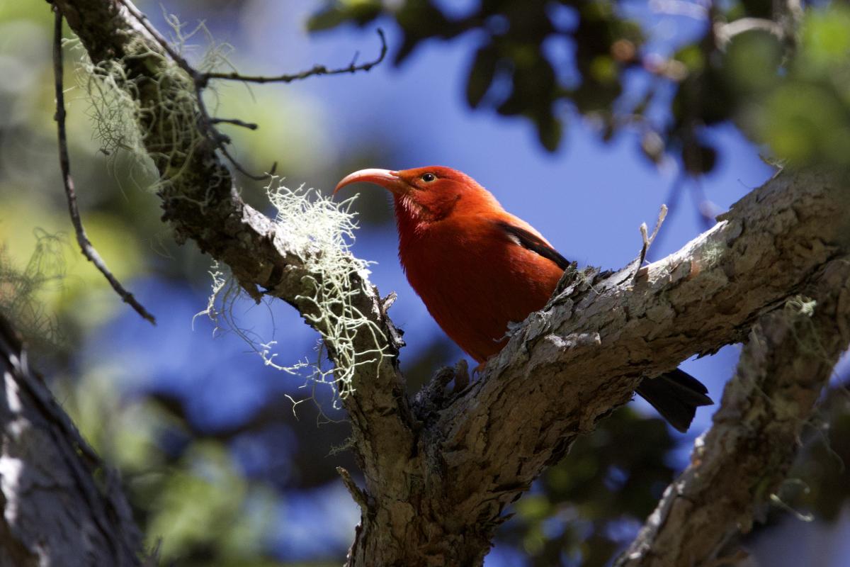 The I’iwi is the most recognizable of Hawaii’s honeycreepers