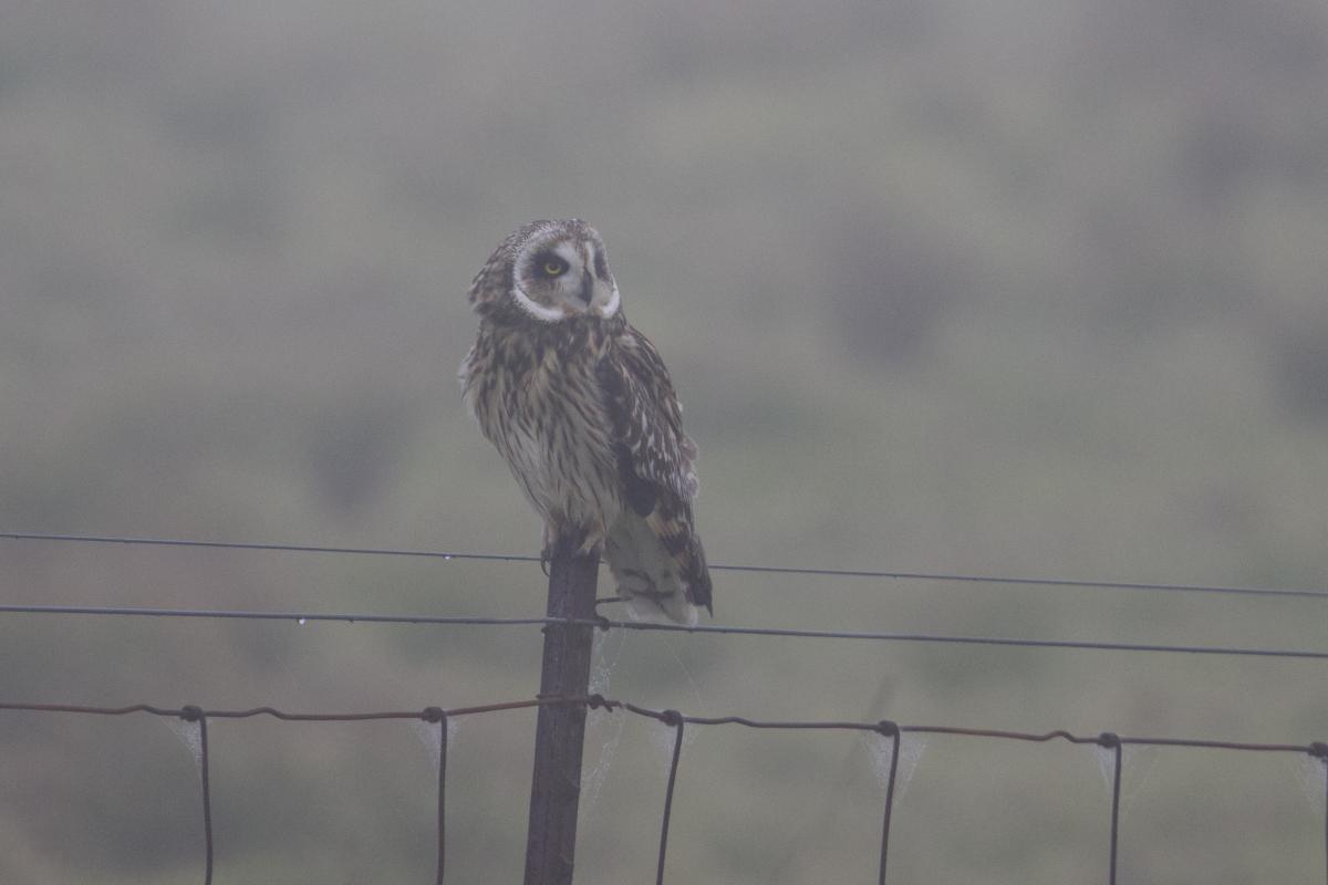 Roadside ‘Pueo’ amongst rain drops