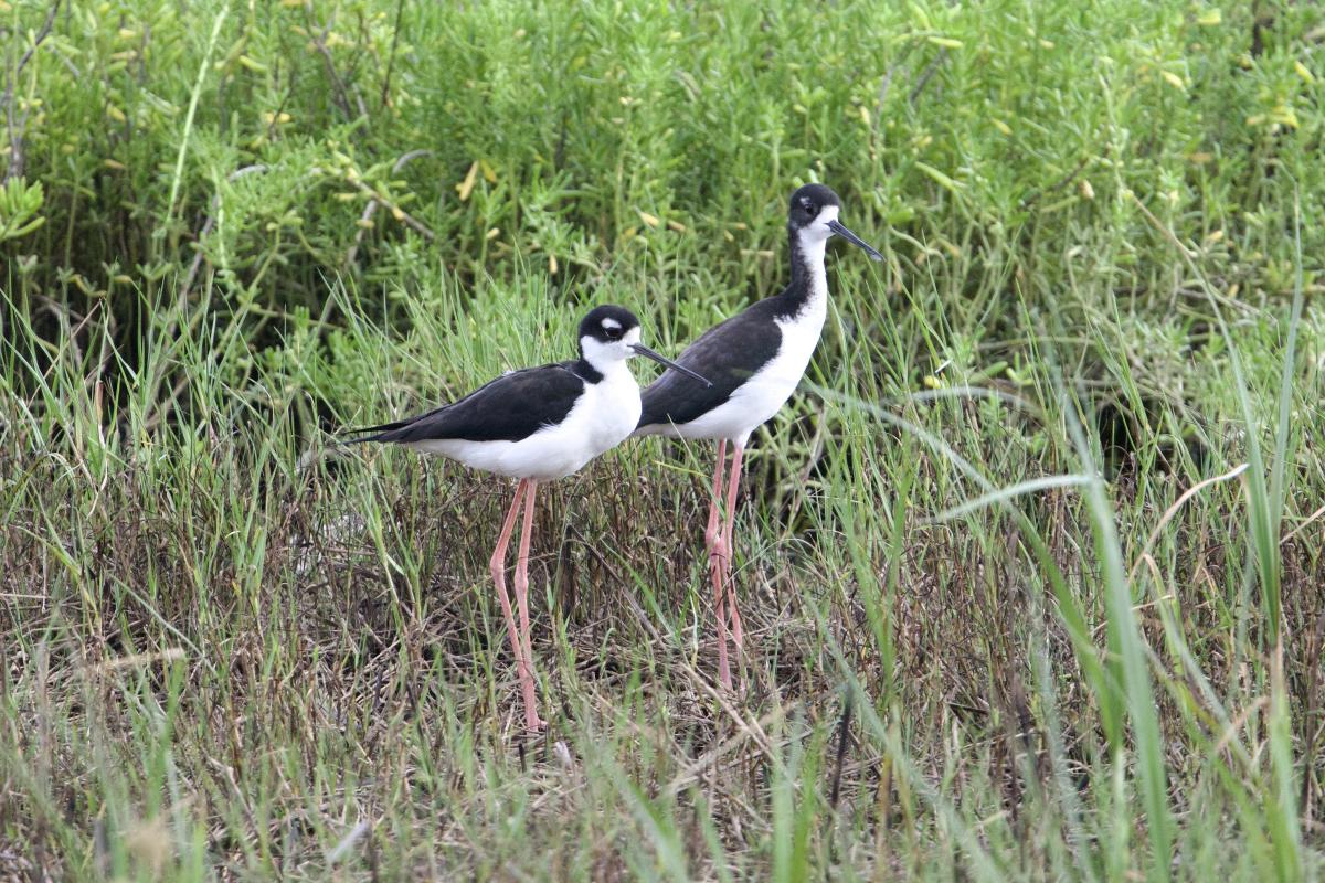 A pair of Hawaiian Black-necked Stilts