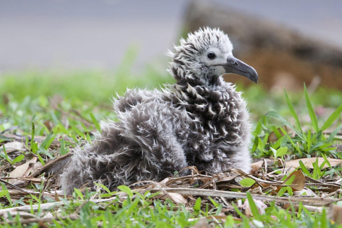 A muppet-like Laysan Albatross chick awaiting food
