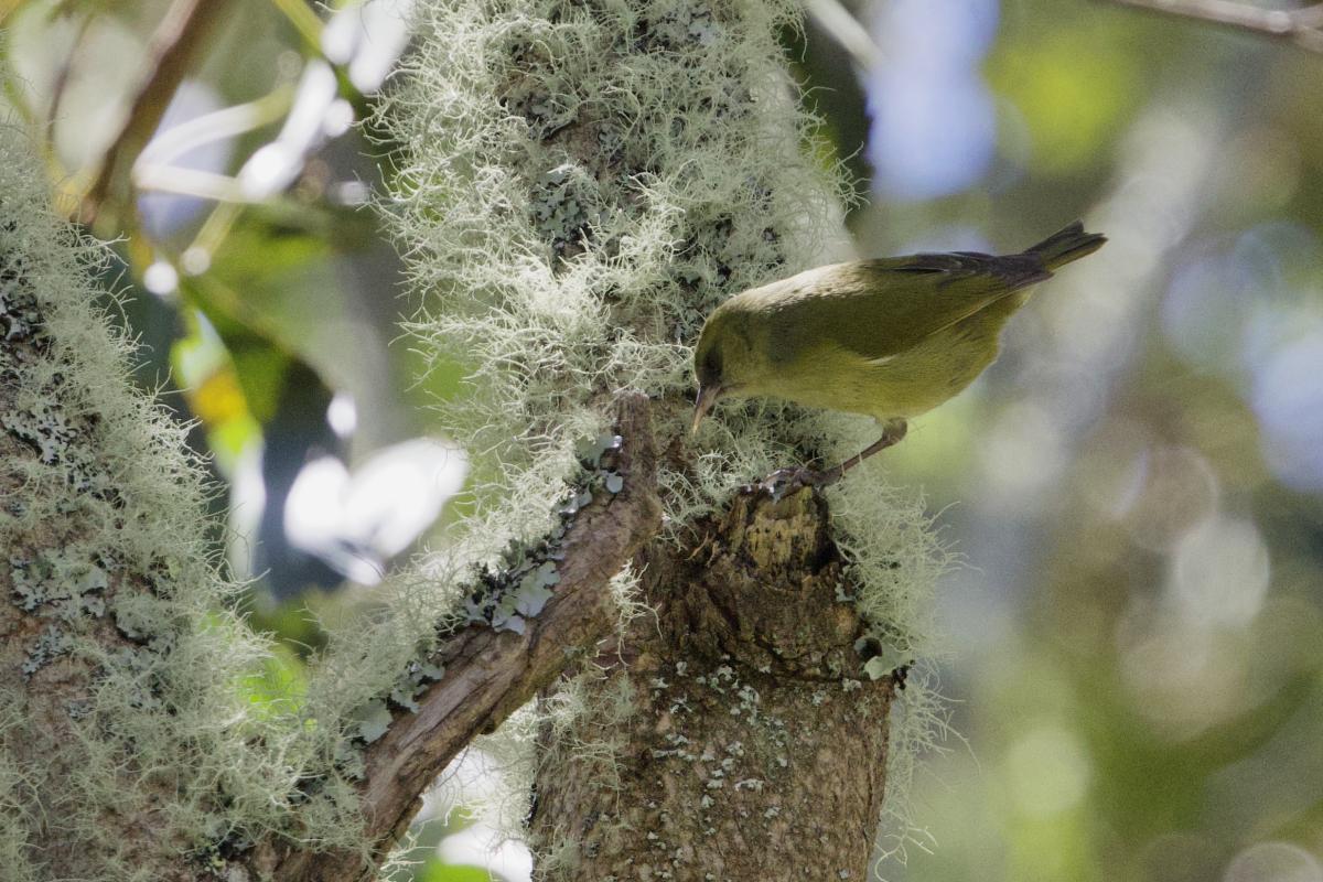 Hawai’i Creeper feeding in moss-laden branches