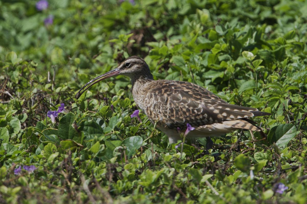 This ‘Kioea’ takes a break from feeding