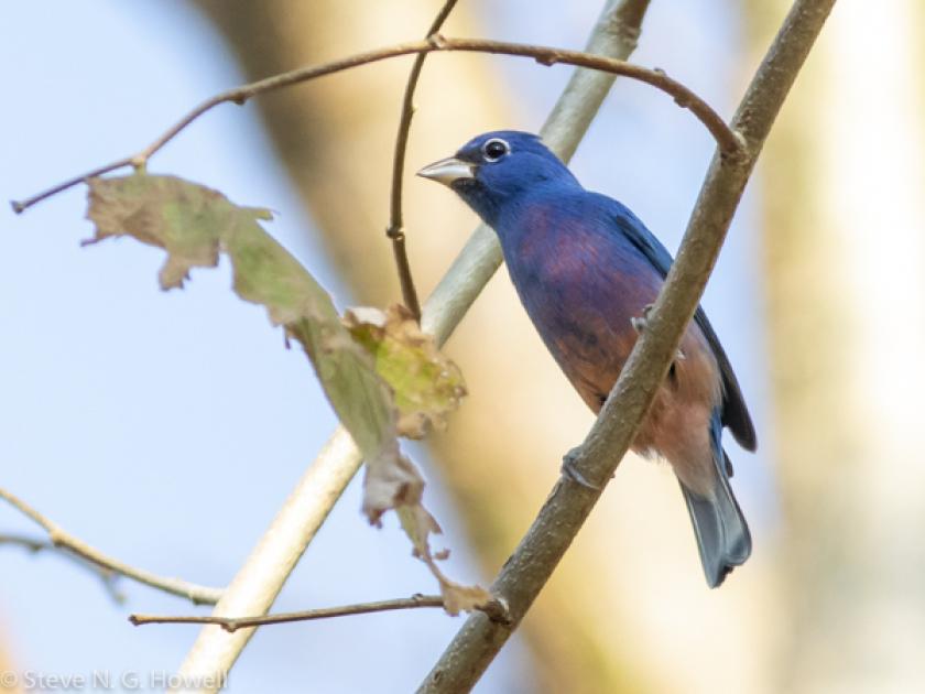 Image for Reflections from Oaxaca & Chiapas