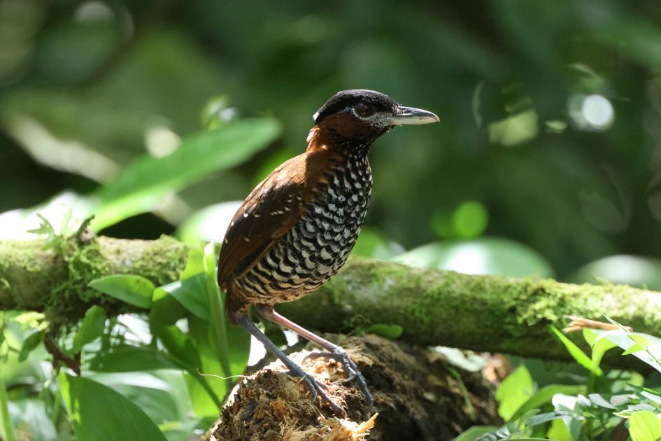 Image for Canopy Lodge, Panama