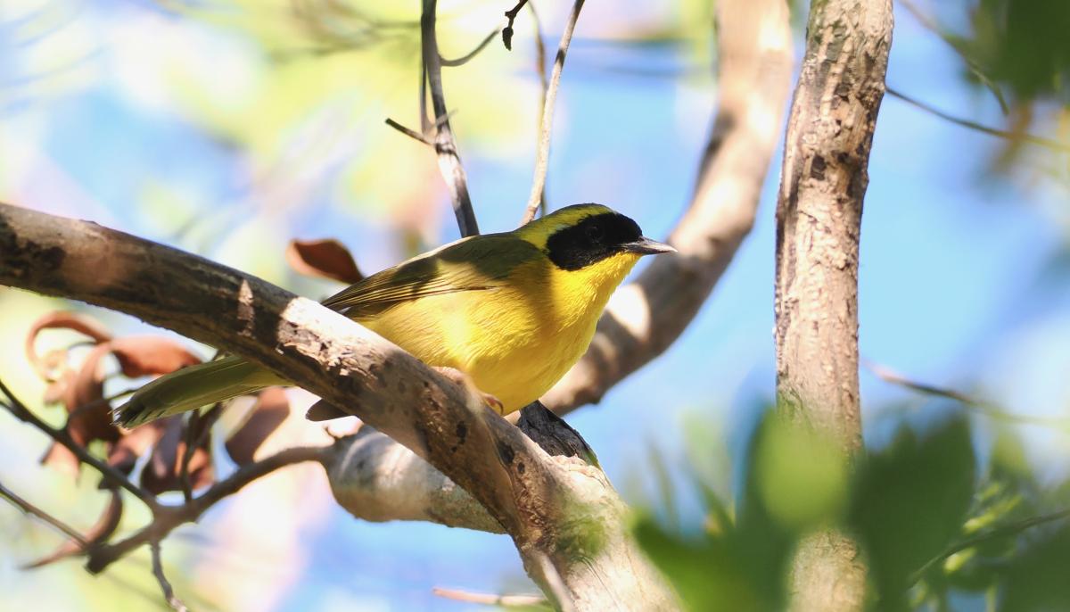 We had great views of Belding's Yellowthroats in three locations.