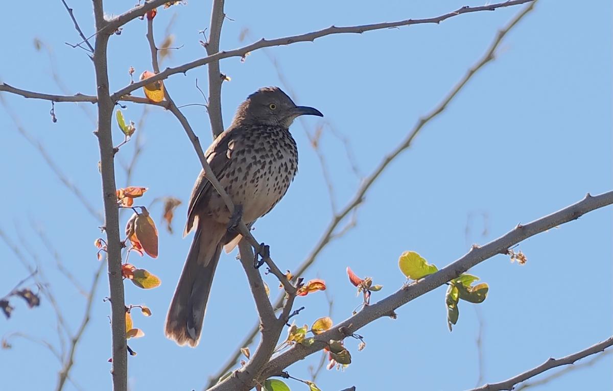 Early arriving participants saw Gray Thrasher in the neighborhood around our first hotel, but we had excellent views of several more throughout the tour.