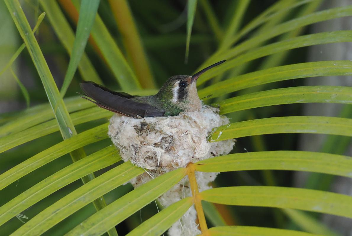 Though we had had fulfilling views of Xantus's Hummingbirds early in the tour, this female on a nest at our last hotel was a treat.