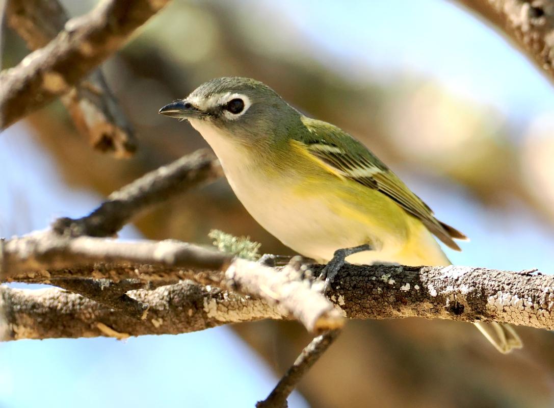 We ventured into the oak zone of the Sierra La Laguna where the endemic subspecies of Cassin's Vireo, looking more like a Blue-headed Vireo, was easy to find this year.