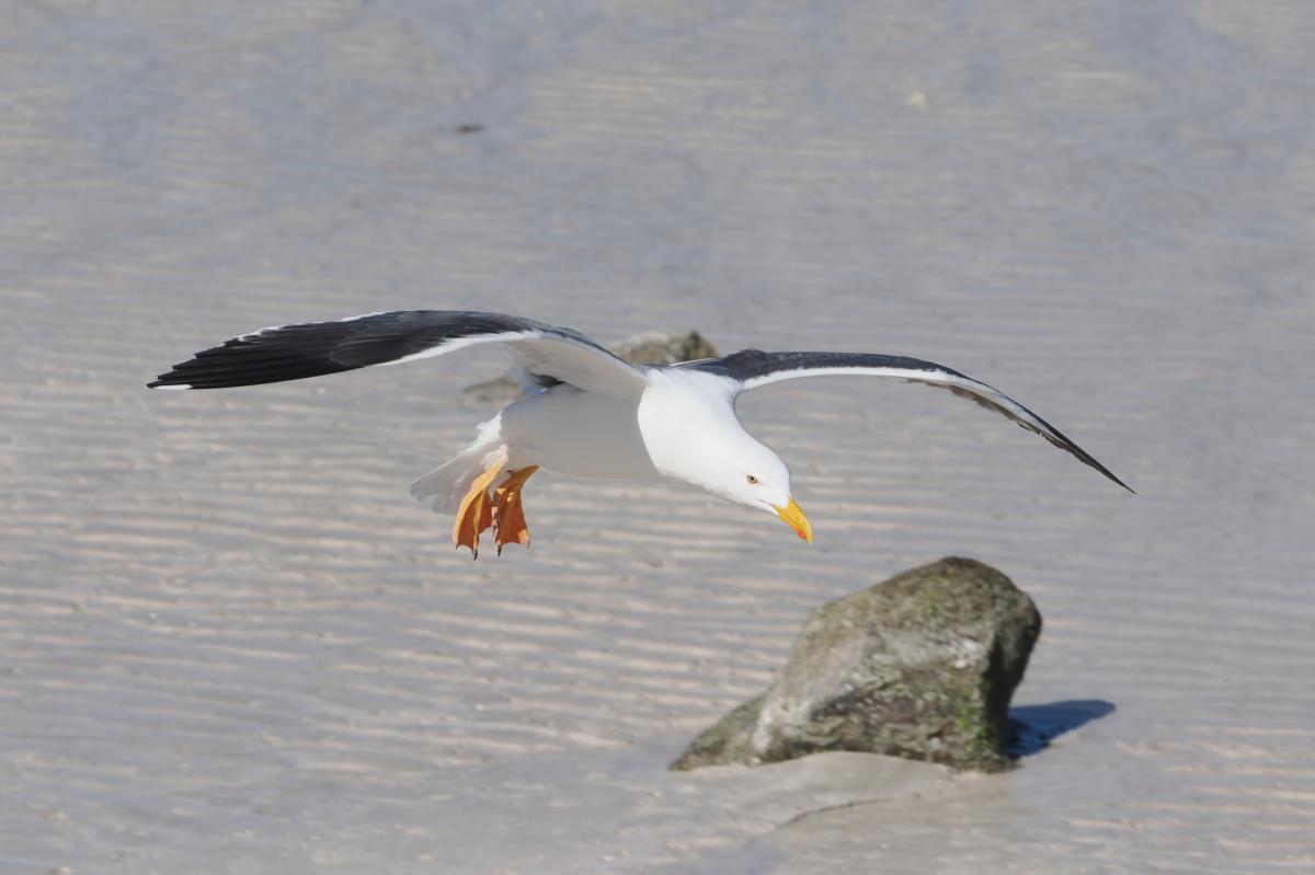 Yellow-footed Gull is a handsome regional endemic, breeding only around the Gulf of California.