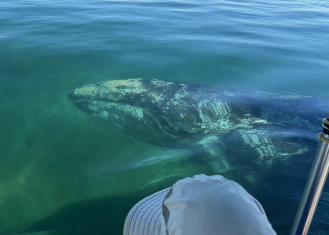 The main point of our boat trip was to get close and personal with Gray Whales like this one.