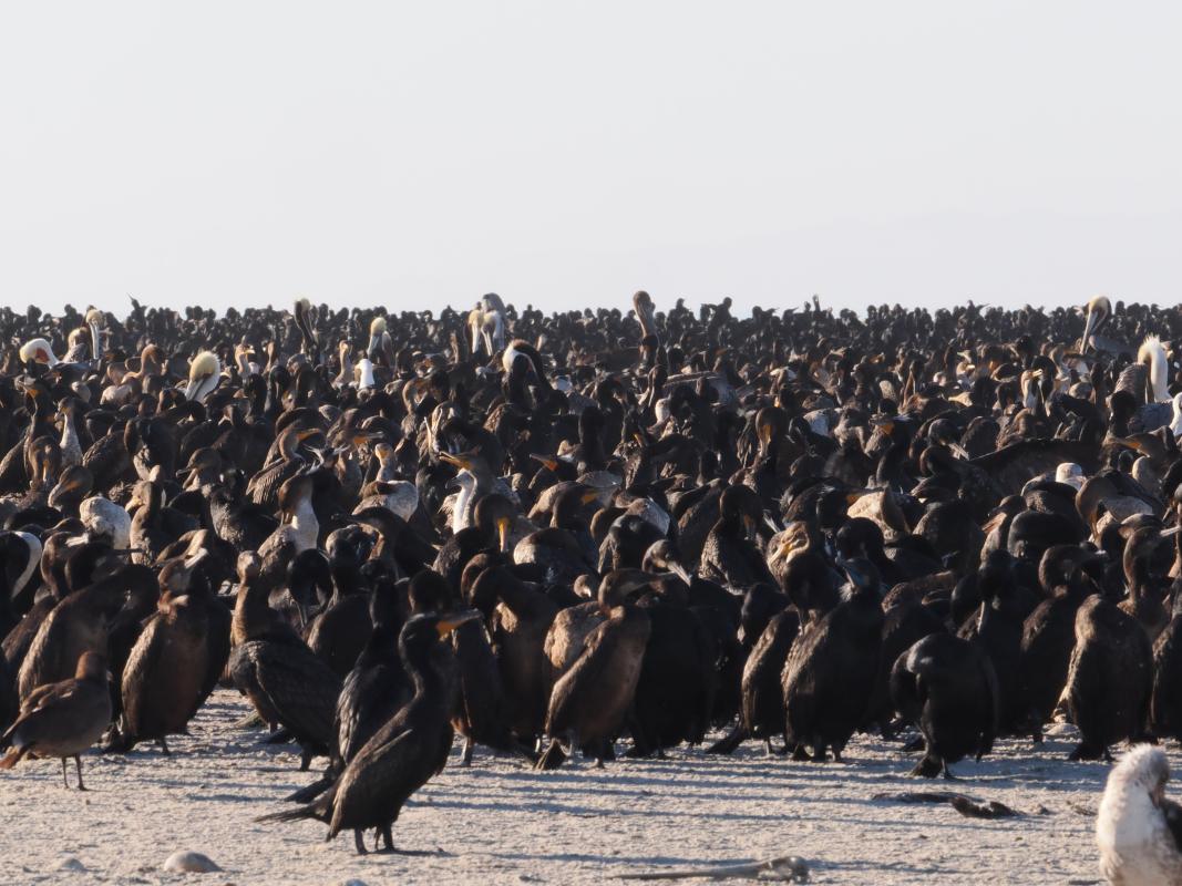 It was heartening to see the incredible numbers of birds that use Magdalena Bay as their foraging grounds; here are mostly Double-crested Cormorants, with only a few thousand Brandt's Cormorants and Brown Pelicans thrown in.