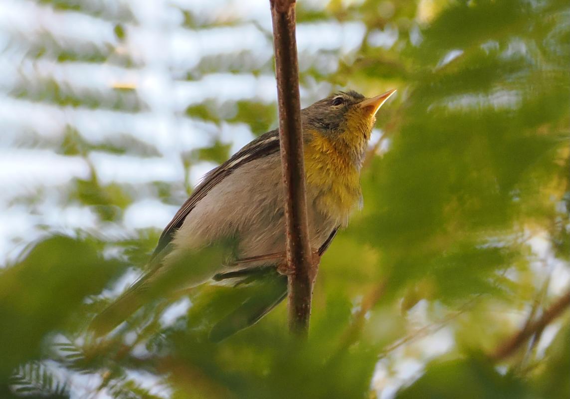 This Northern Parula was an exciting find, rarely seen in winter in Baja California, and a first for Todos Santos.