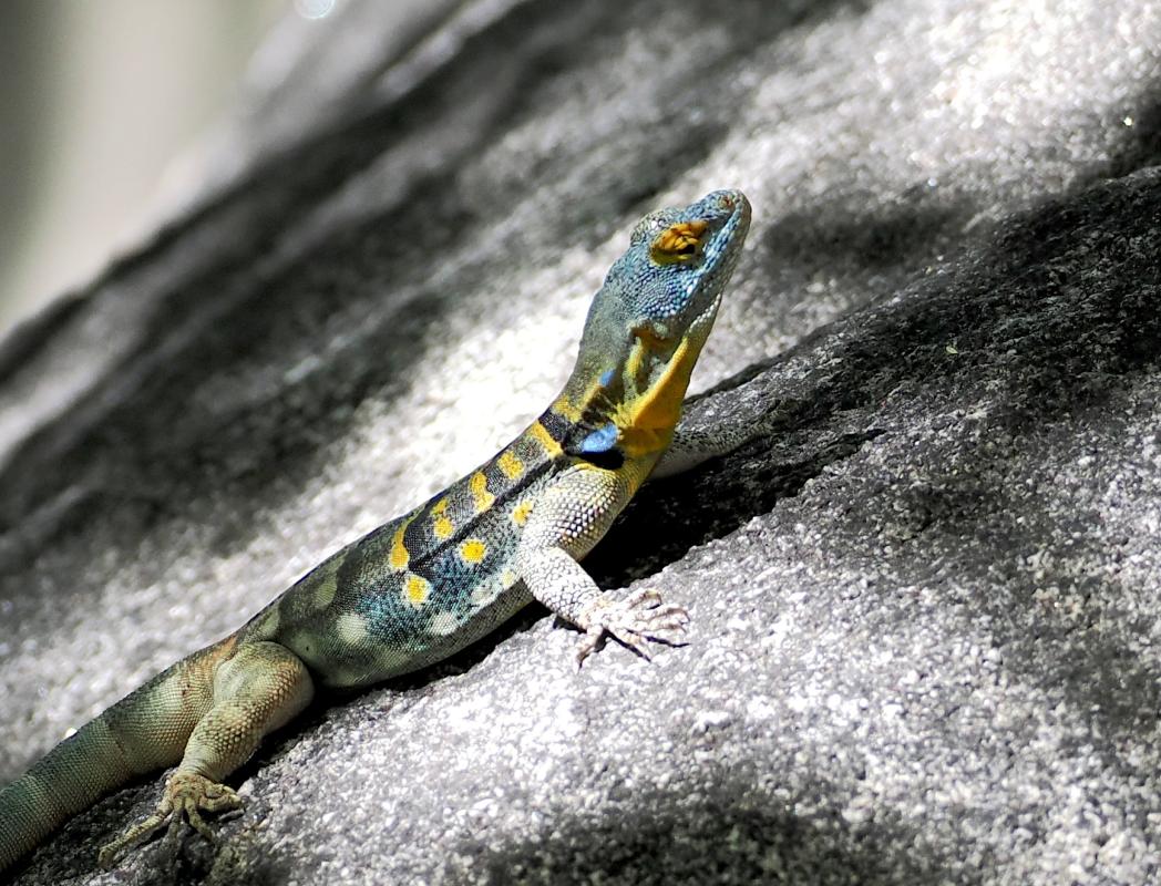 There are many fascinating endemic critters to Baja's Cape Region; this Baja California Rock Lizard is always one of our targets.