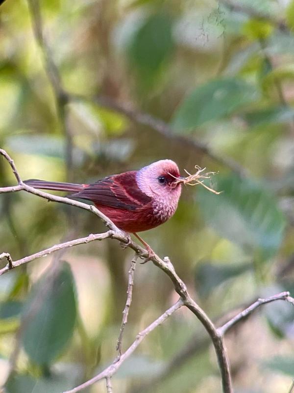 Pink-headed Warbler