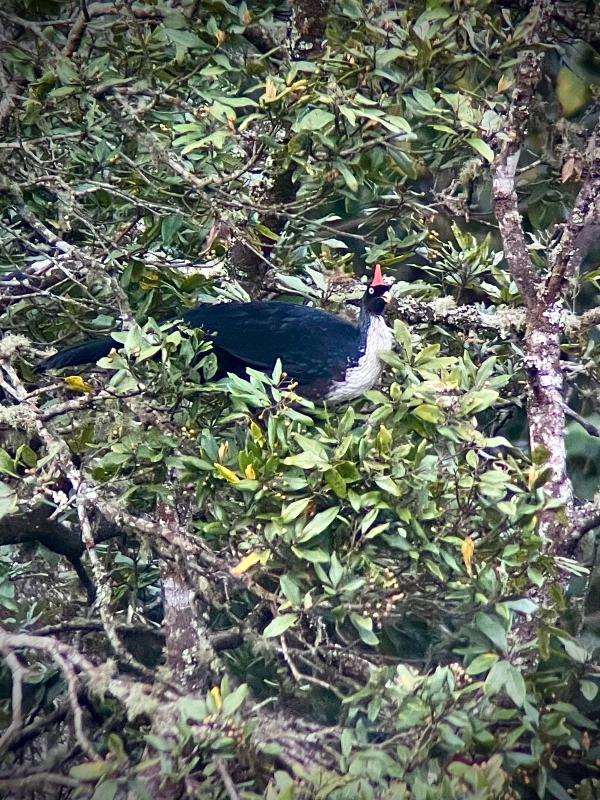 Horned Guan
