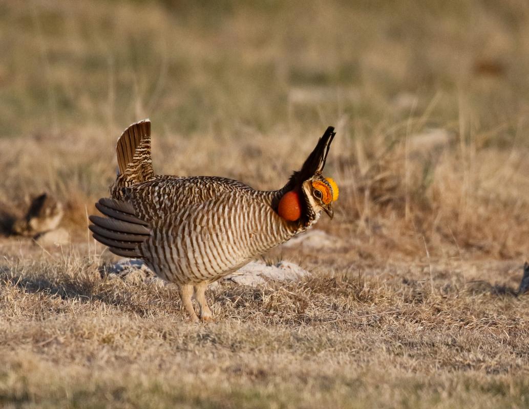 While both species are equally fantastic, I have a particular love for the delightful little hoots of the Lesser Prairie Chicken as pictured here. 