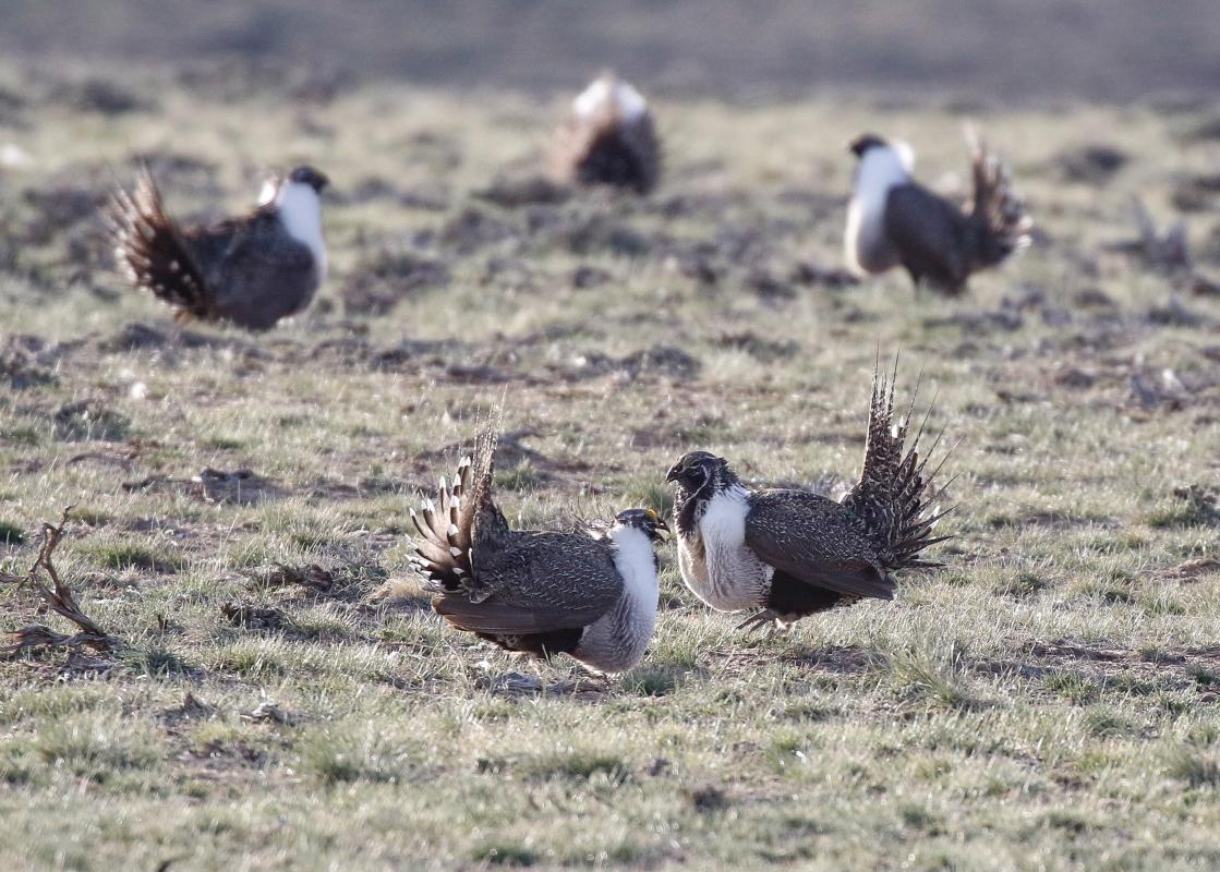 The turkey-sized Greater Sage Grouse is simply awesome to behold! With their white neck ruffs, heaving chests and spiky tail feathers adorned like a crown, there is no way to not be impressed by these glorious creatures.  The displays of the Prairie Chickens may be the most iconic of all the dancing grouse, with their foot stomps, rabbit-like “ear” feathers, and of course, the bold orange colored inflating air sacs. 
