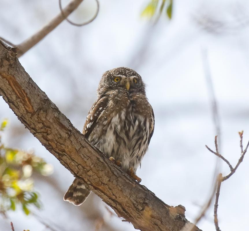 A real treat was getting to encounter a pair of nesting Northern Pygmy Owls where in addition to crippling looks, we got to see them pass off a captured bat at the nest cavity as well as the pair mating! 
