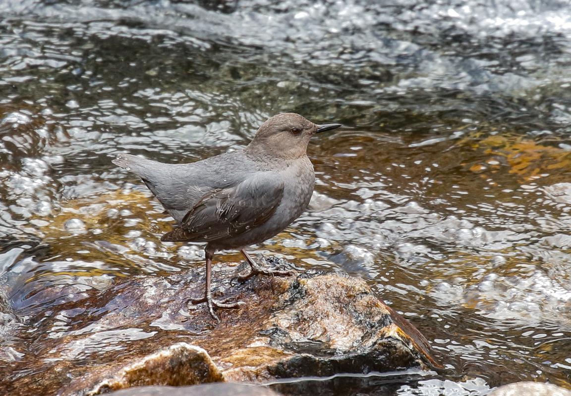 The word iconic is perhaps overused on a Colorado Chicken Tour, but how else does one describe a beautiful mountain canyon with a rocky river gushing through it while American Dippers sing and dive into the water in their enchanting haunts?