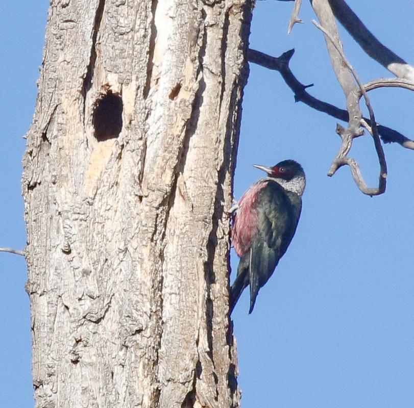 Perhaps the most glamorous bird we saw on this tour, the rock-star good looks of a Lewis’s Woodpecker never fails to delight!