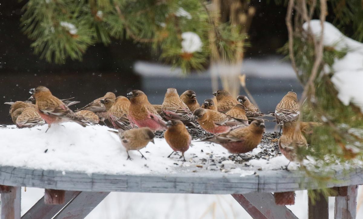 We were lucky to get the last gasp of Rosy-Finches for the season when an afternoon snowstorm blew in and brought a flock of Brown-capped Rosy-Finches back into the feeders for some excellent viewing. 