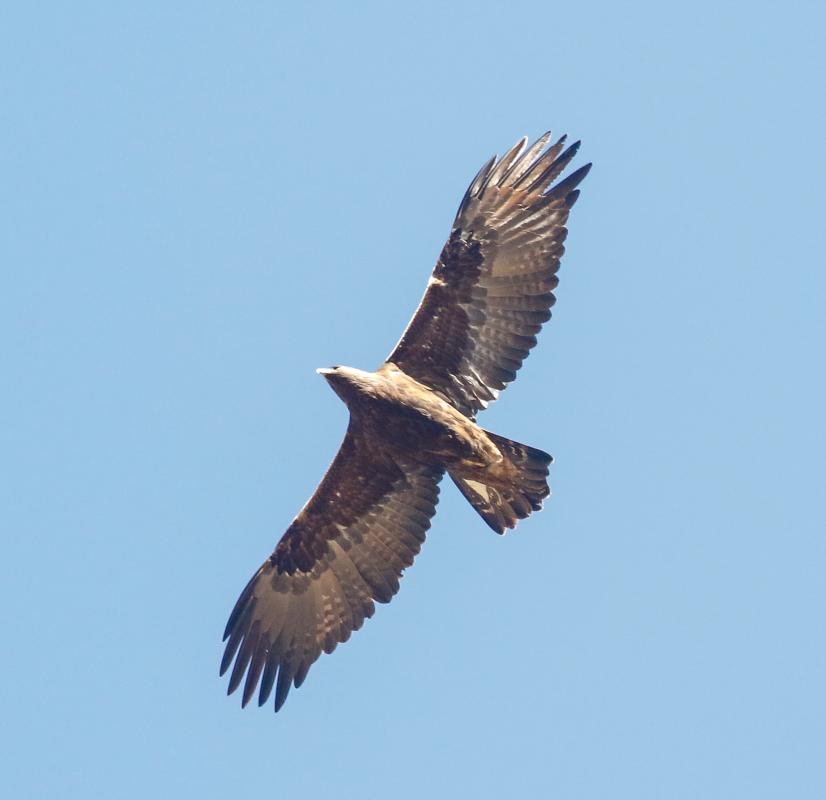 Always a tour highlight, and one that we get repeat looks at over the course of our time on tour are the Golden Eagles that were seen multiple days.