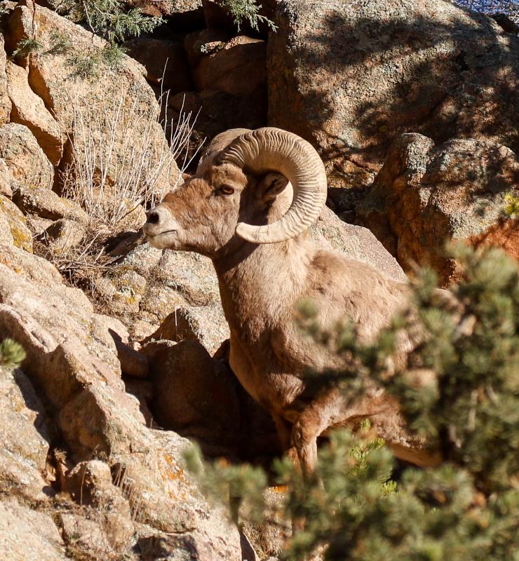 Colorado allows for some great looks at various western mammals, such as this handsome Bighorn Sheep ram. 