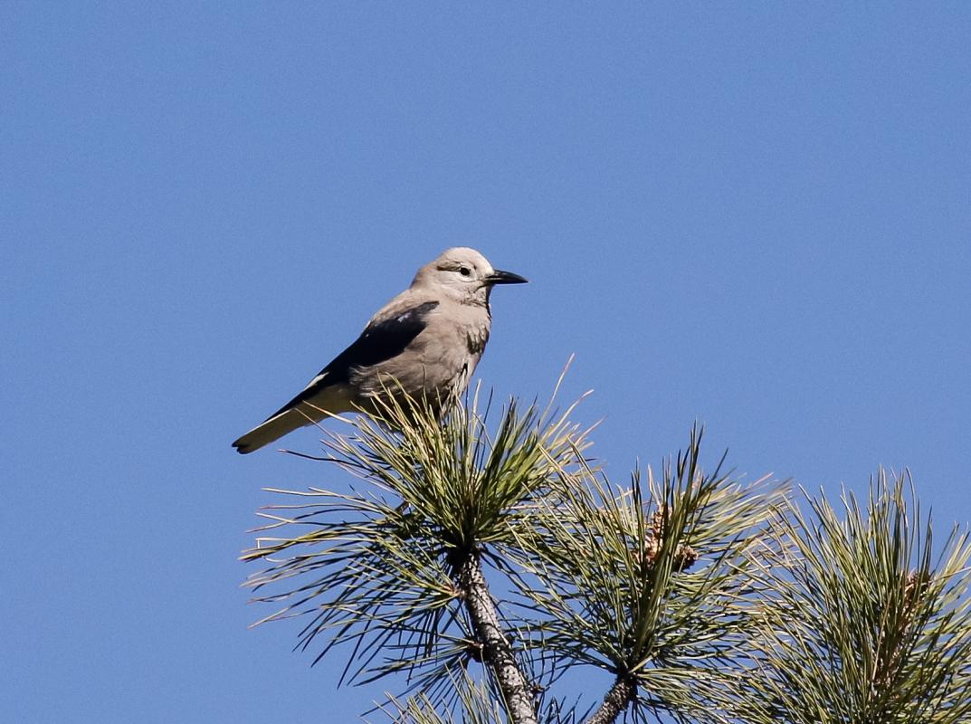 The corvid scene of Colorado was rich, and we observed two species of raven, 5 species of jay, Black-billed Magpies and this enigmatic Clark’s Nutcracker.