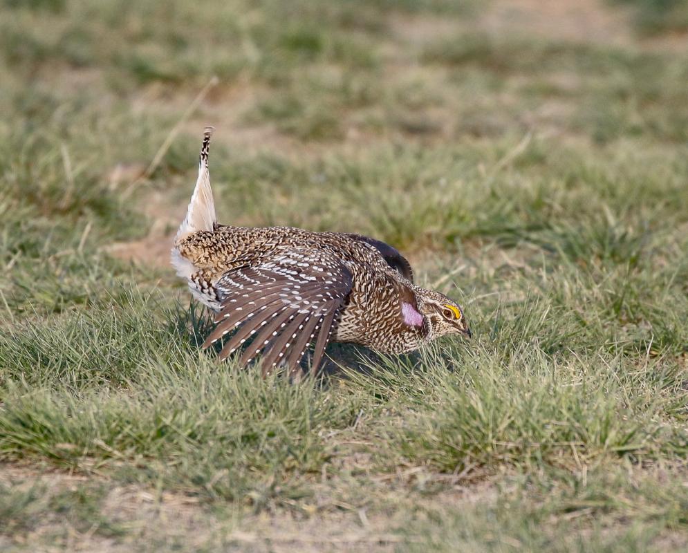 Our final morning of the tour was one of our best, with a flock of Sharp-tailed Grouse teaching a thing or two about the power of dance! 