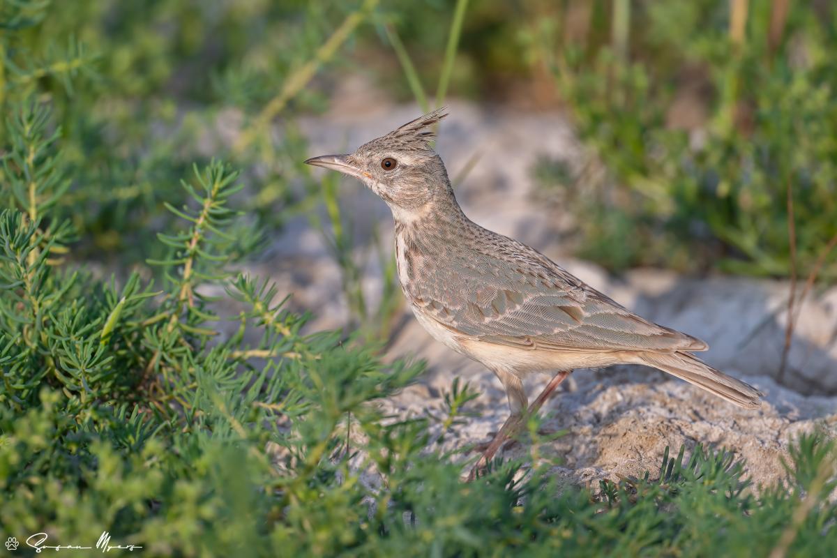 Crested Lark