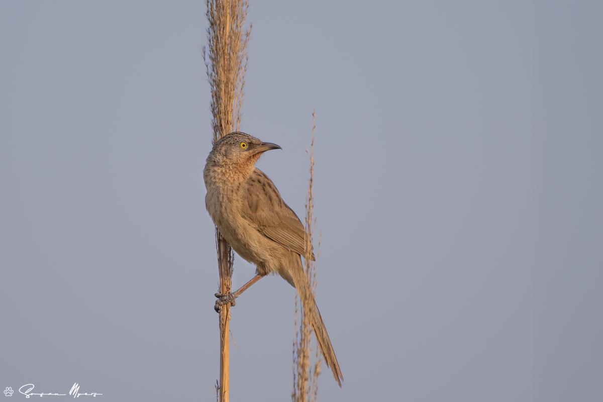 Striated Babbler
