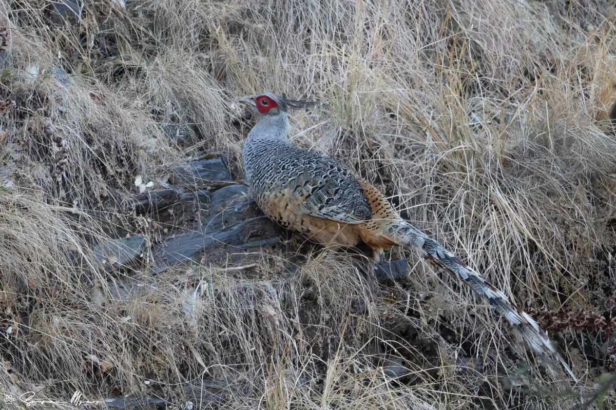 Cheer Pheasant