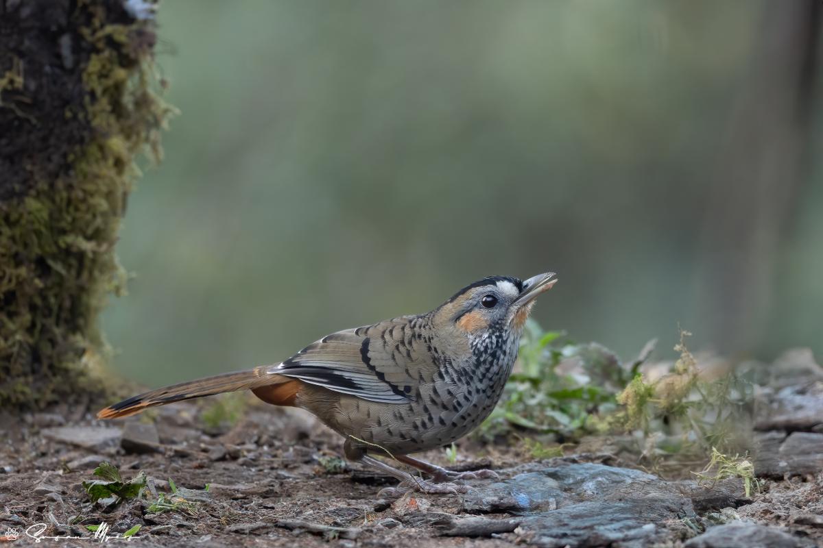 Rufous-chinned Laughingthrush