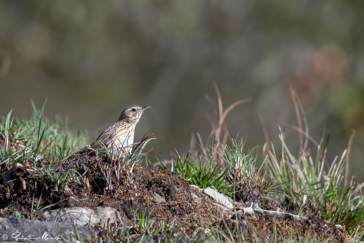Upland Pipit