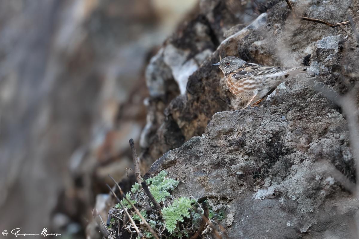 Altai Accentor