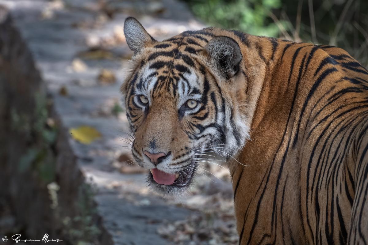 Bengal Tiger
