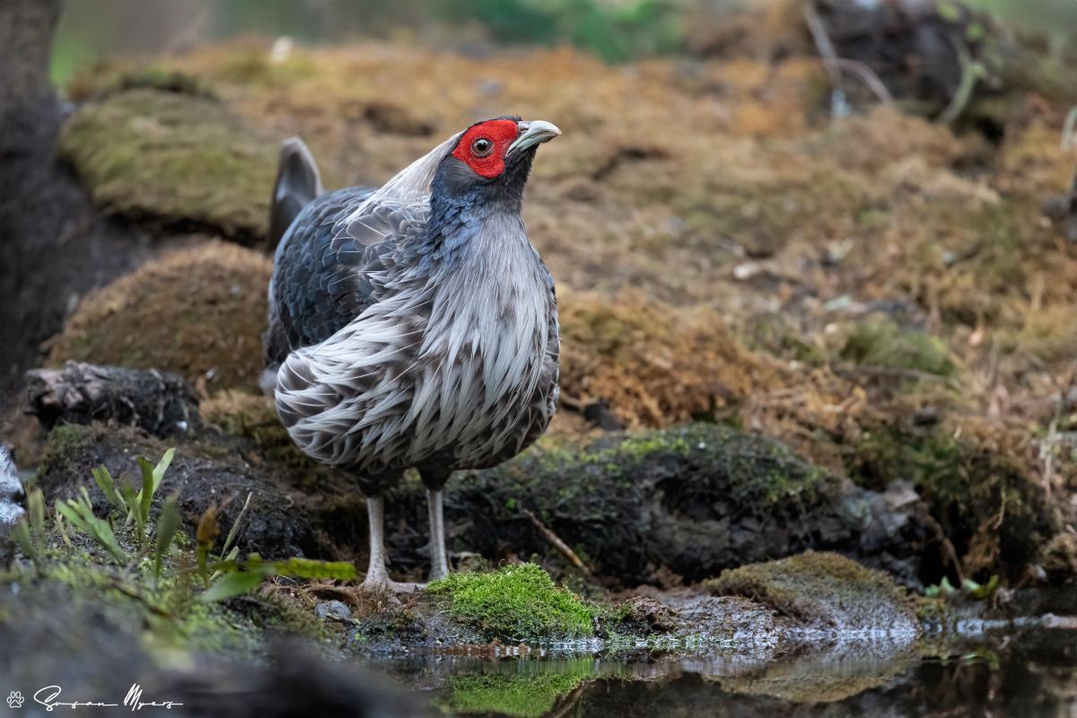 Kalij Pheasant