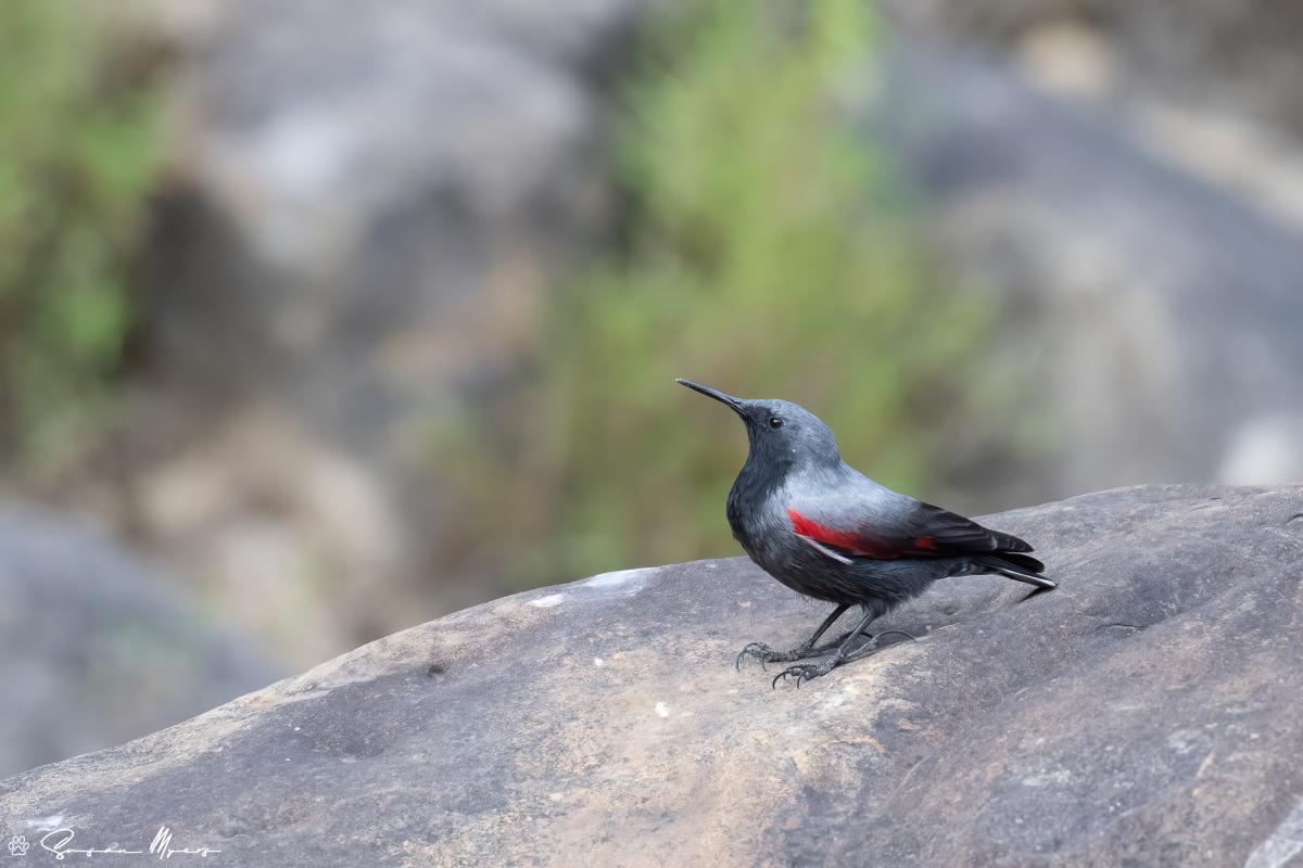 Wallcreeper