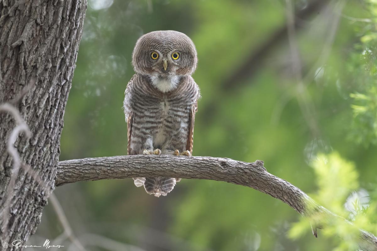 Jungle Owlet