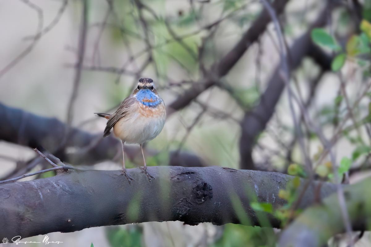 Bluethroat